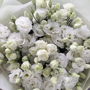 White Hydrangea