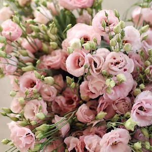 Pink Lisianthus