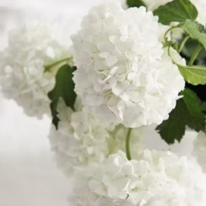 White Hydrangea